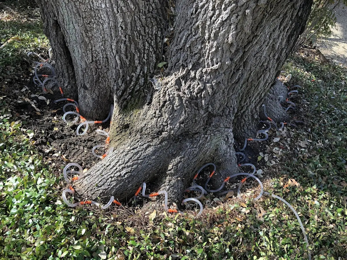 Detailed Tree Cabling and Bracing job site in Estero