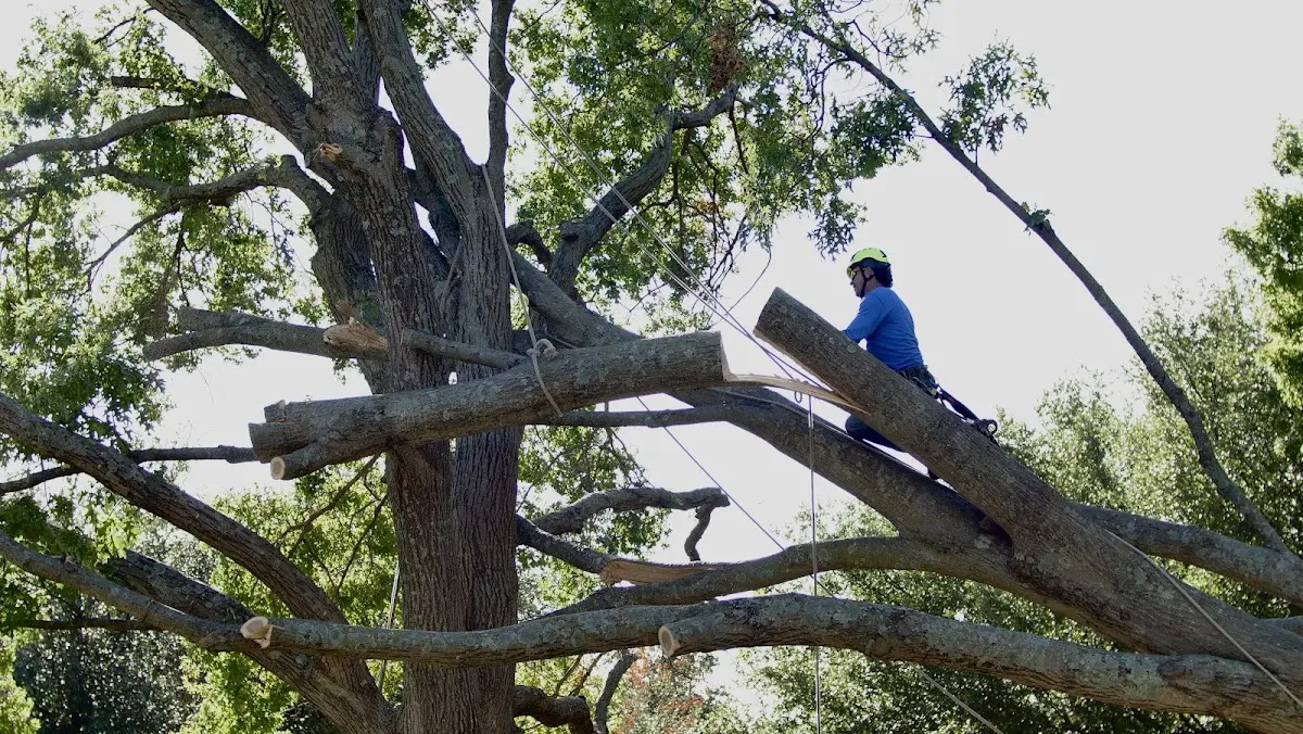 Professional Hazardous Tree Removal performed by certified arborists in Estero